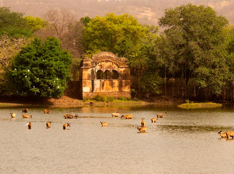 Ranthambore Landscape